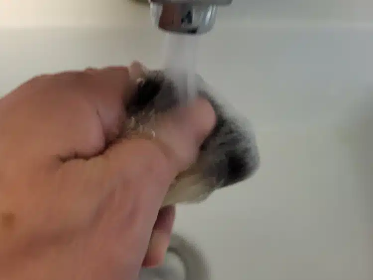 pinching the bristles on a shaving brush while cleaning